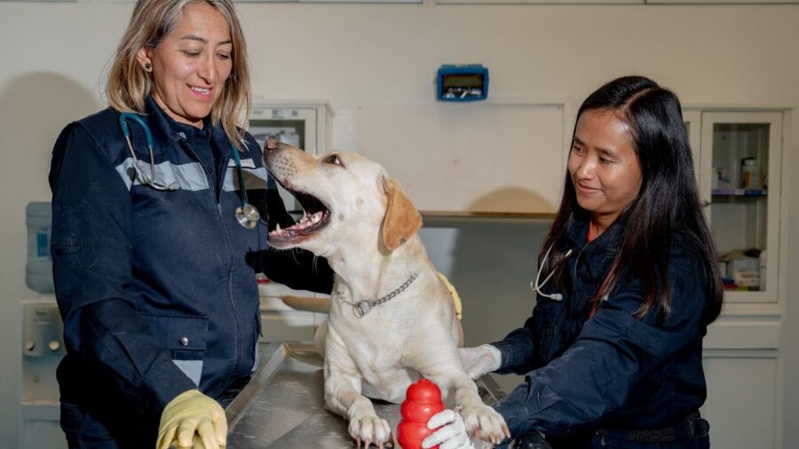 Lomitos guardianes contra plagas y enfermedades