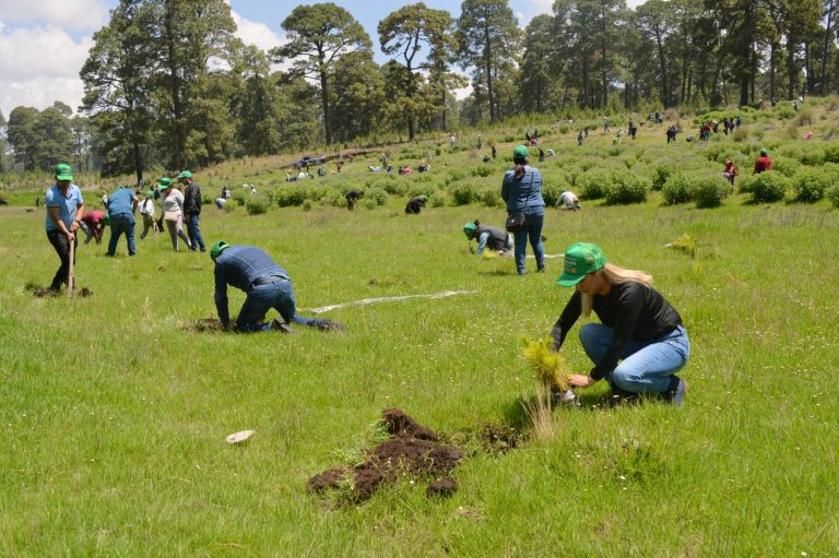 Restaura Secretaría del Medio Ambiente más de 250 hectáreas para revertir la desertificación en Áreas Naturales Protegidas