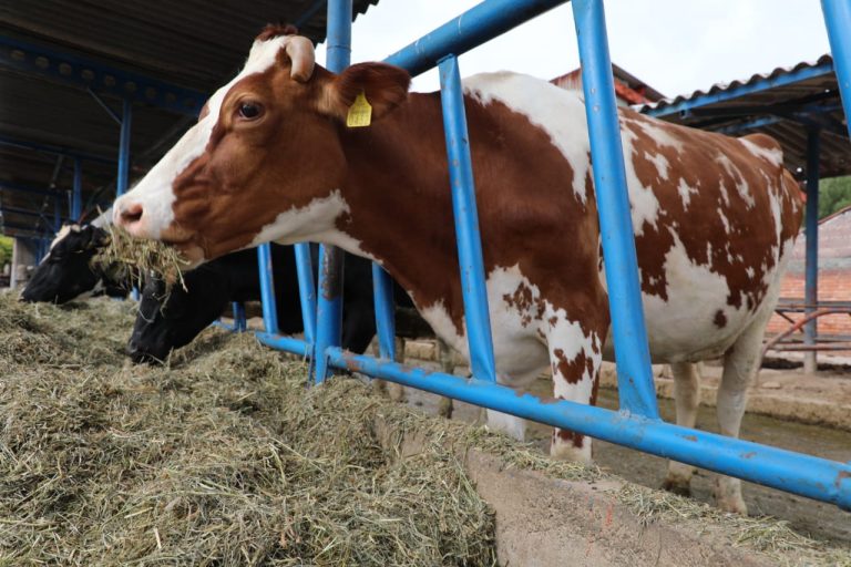 Implementa Secretaría del Campo vigilancia y capacitación para proteger al ganado mexiquense contra el gusano barrenador