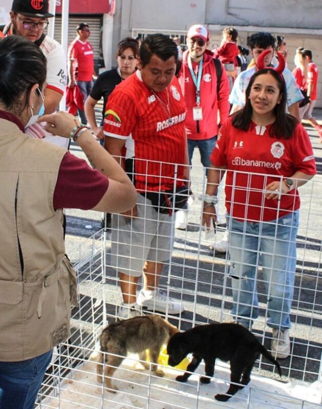 ¡Goleada por el bienestar animal! En el EdoMex 64 lomitos y michis han encontrado un hogar con “La Mejor Jugada es Adoptar”