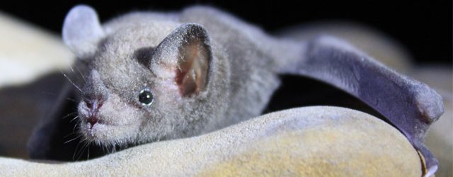 Celebra Sedema Día de Muertos en las Áreas Naturales Protegidas