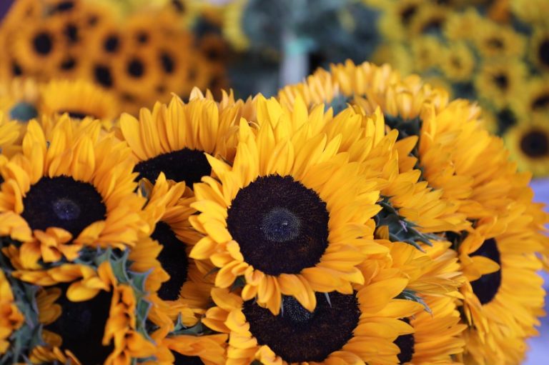 Se unen floricultores mexiquenses al fervor Guadalupano; está lista la venta de flores dedicadas a la Virgen Morena