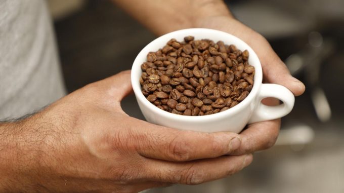 Exportan café de Temascaltepec a Japón; productores afirman que este grano vive su mejor momento