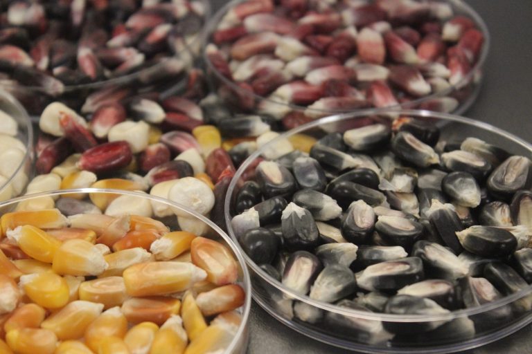 Comienza la siembra de maíz nativo en cinco regiones del Estado de México