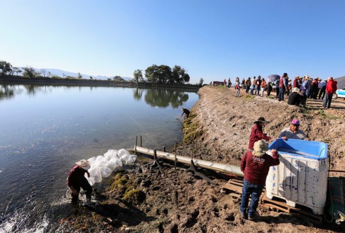 Entrega Secretaría del Campo más de un millón de crías de tilapia y carpa a productores acuícolas de Villa Guerrero y Temoaya