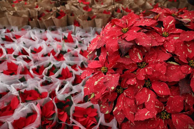 Campos mexiquenses producen más de un millón de flores de Nochebuena para la temporada navideña