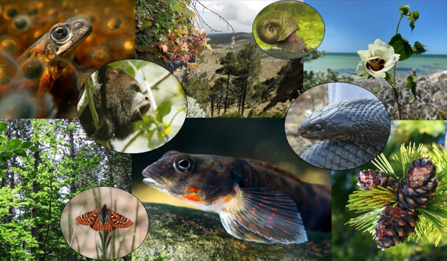 Desarrollan indicadores para monitorear la diversidad genética