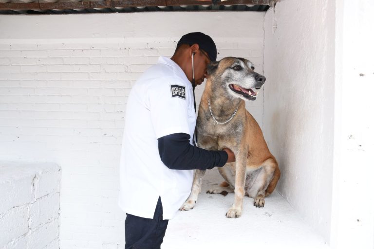 Secretaría de Seguridad del Estado de México procura el bienestar 18 perros geriátricos y ocho en proceso de jubilación; concluyen sus sueños de servicio en la unidad de montados y caninos