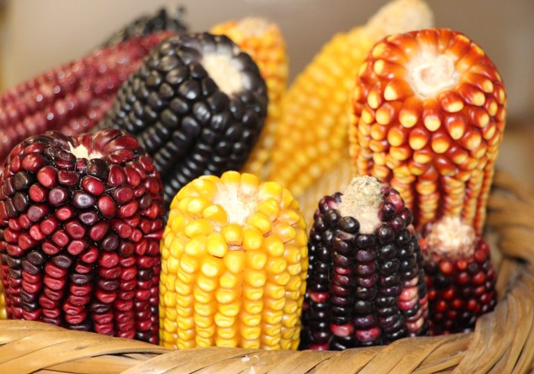 Impulsa EdoMéx cultivos de maíz nativo y amaranto: compiten 171 personas productoras en el Concurso Agroecológico