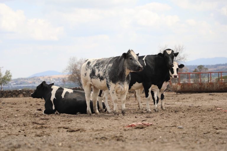 Certifica EdoMéx a 28 veterinarios ante la Secretaría de Agricultura Federal; vigilarán la nueva normatividad contra la tuberculosis bovina