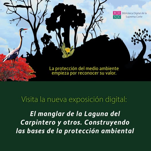 En 2018, #LaCorte ordenó restaurar el manglar de la Laguna del Carpintero, en Tamaulipas. Te invitamos a visitar nuestra exposición digital sobre este tema y conocer algunas resoluciones que han ayudado a garantizar nuestro derecho a un medio ambiente sano.