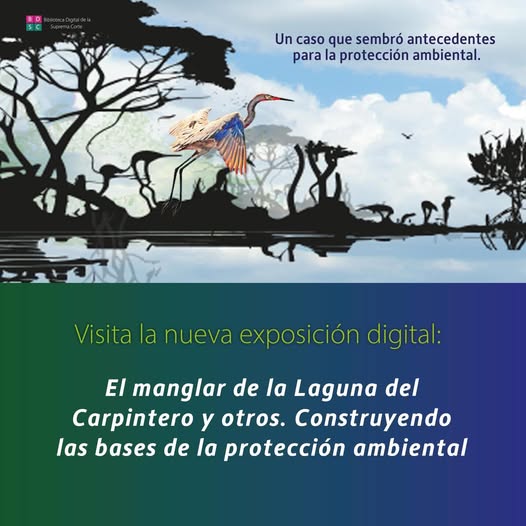 El manglar de la Laguna del Carpintero es un caso histórico para la protección del medio ambiente, porque reconoció las distintas dimensiones del derecho ambiental. Te invitamos a visitar nuestra exposición digital sobre este tema y conocer algunas resoluciones que han ayudado a garantizar nuestro derecho a un medio ambiente sano.