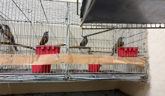 Vinculan a proceso a persona por posesión de aves protegidas en Morelos