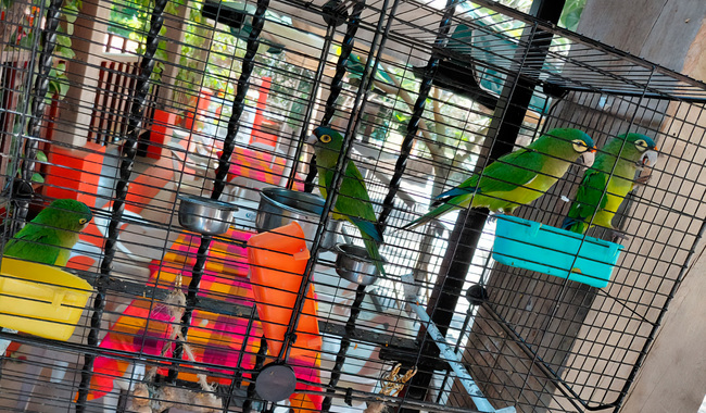 Profepa asegura cuatro pericos atoleros y un guayabero en Comala, Colima