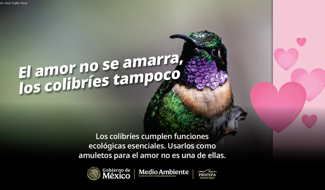 El amor no se amarra, los colibríes tampoco