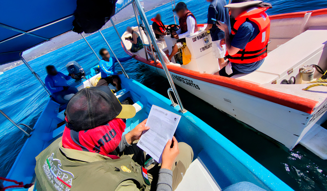 Profepa verifica 17 embarcaciones en operativo de inspección sobre observación responsable de ballenas en Nayarit
