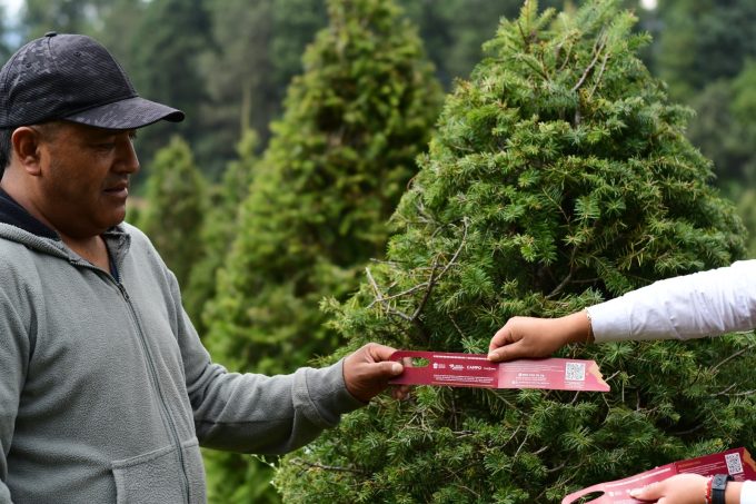 para-comprar-arboles