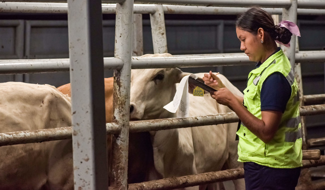 barrenador-del-ganado