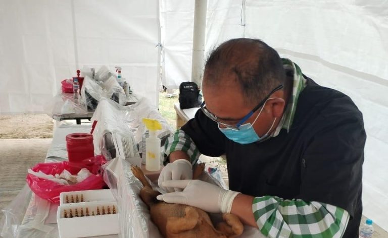 esterilizacion-y-desparasitacion