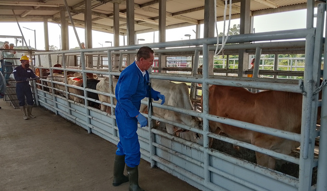 post_251202_Ampl_a_AGRICULTURA_acciones_para_controlar_la_movilizaci_n_de_ganado_y_contener_el_gusano_barrenador-3